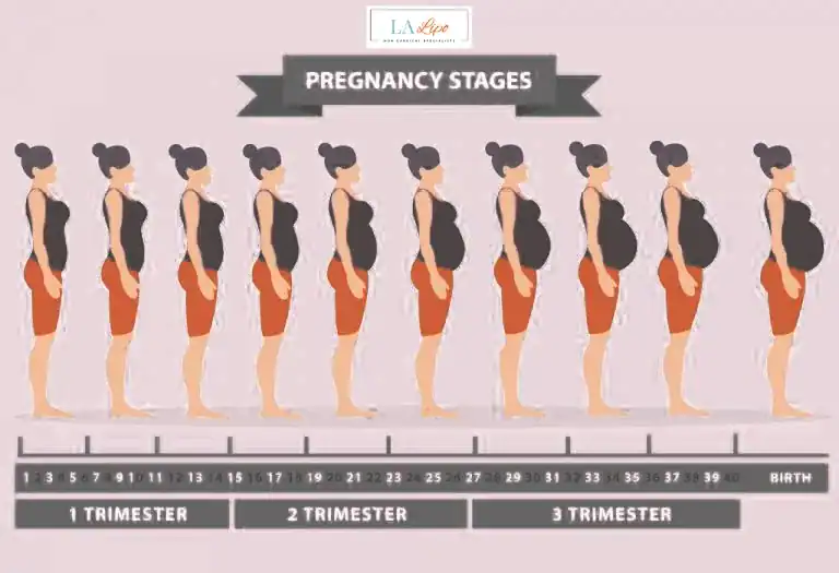 First Trimester (Weeks 1–12): Early Changes You Might Not Notice Hatfield